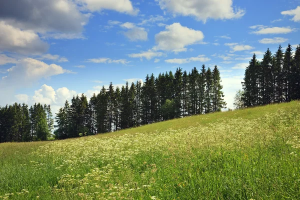 Meadow, fur-trees, clouds — Stock Photo, Image