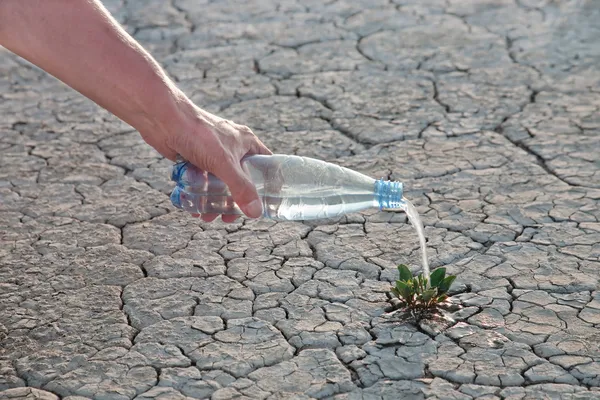Hand vatten växt — Stockfoto