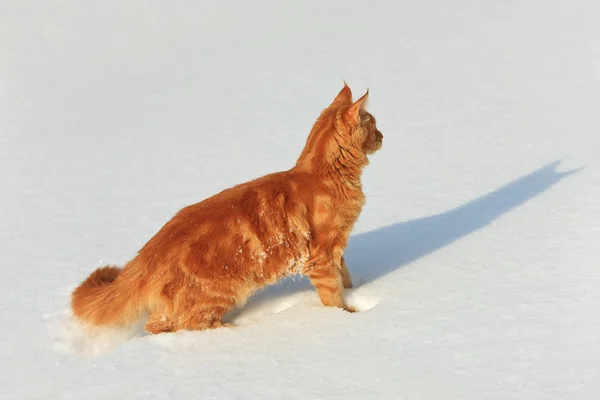 Red cat goes on a snow — Stock Photo, Image