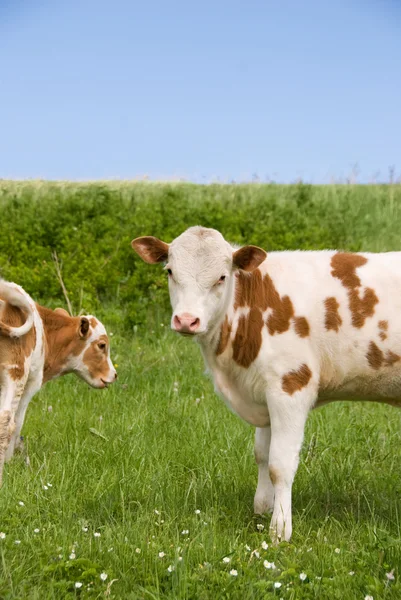 Duas vacas comendo grama — Fotografia de Stock