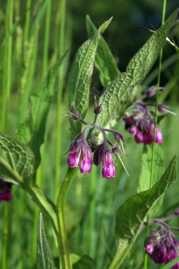 Symphytum officinale.