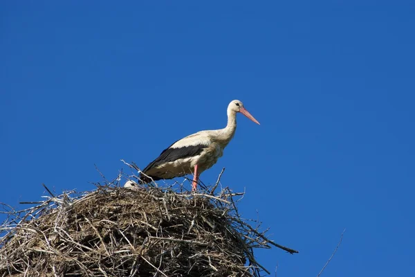 stock image White Stork (Ciconia ciconia).