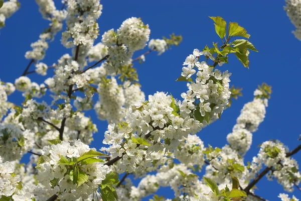 stock image Flowering cherry.