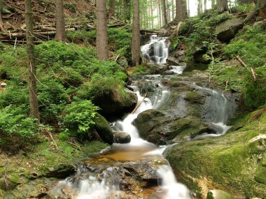 Brook in forest - long exposure clipart