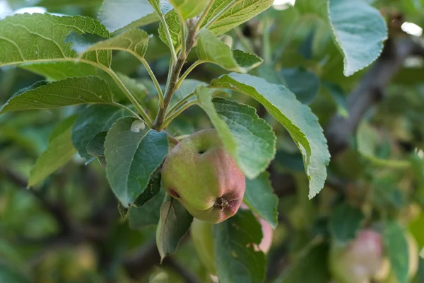 Apple на дереві — стокове фото