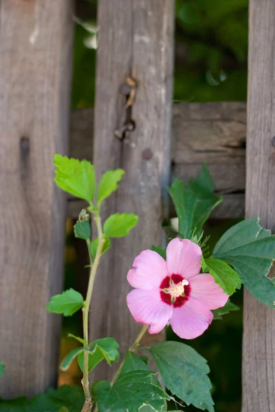 stock image Flower