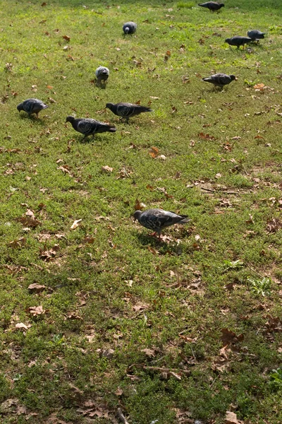 Pigeons — Photo