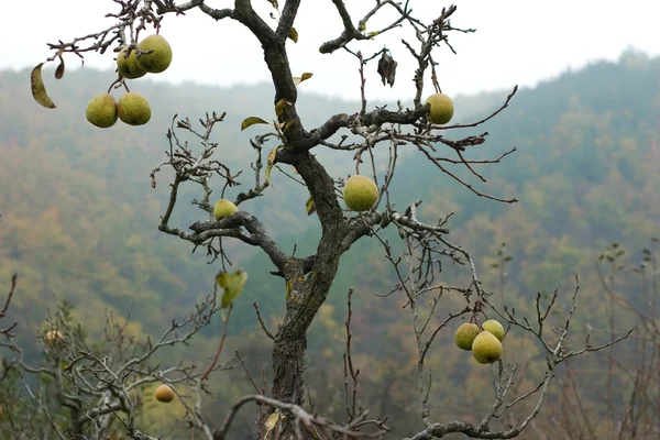 Birnbaum ohne Blätter — Stockfoto