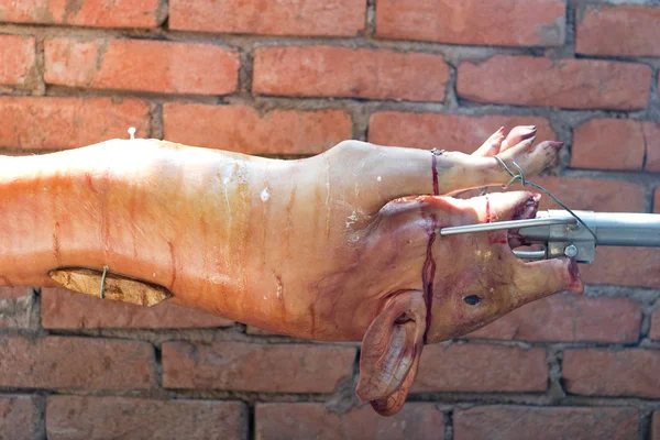 Porcs rôtis — Photo