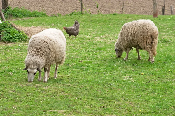 Dwie owce — Zdjęcie stockowe