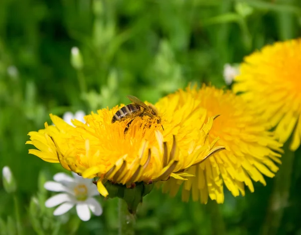 Годування бджіл на кульбабі — стокове фото