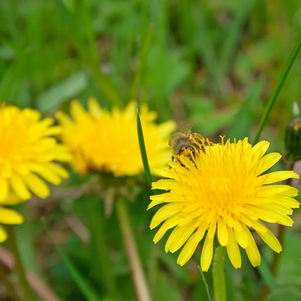 Μέλισσα που τρέφεται πικραλίδα — Φωτογραφία Αρχείου
