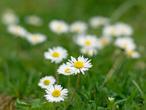 stock image Daisies