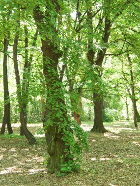 Orman