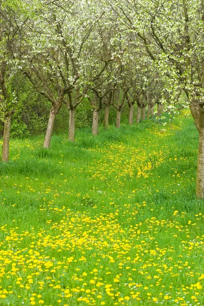 stock image Apple orchard