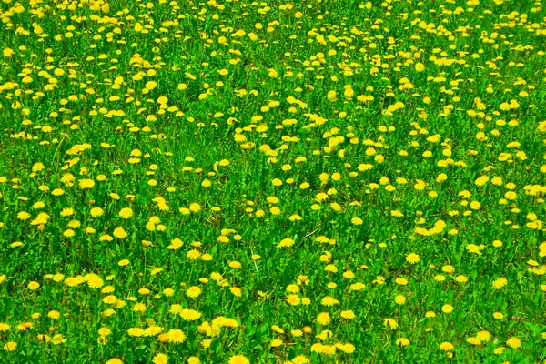 stock image Dandelion field