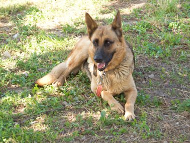 Alman çoban köpeği