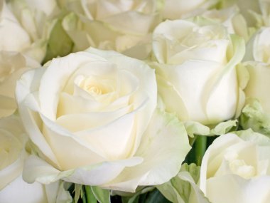 White roses clipart