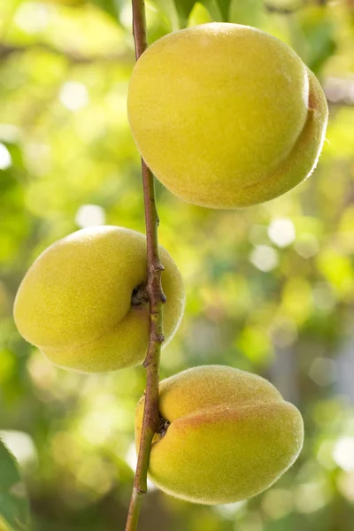 stock image Peaches