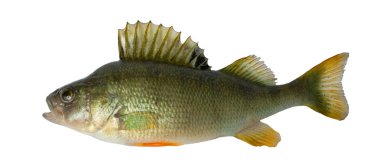 Freshwater fish (Perca fluviatillis) clipart