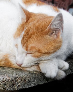 Cat sleeping clipart