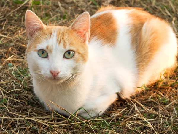 stock image Cat