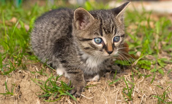 stock image Sweet kitten