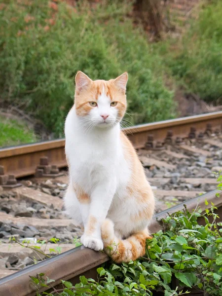 Stock image Cat