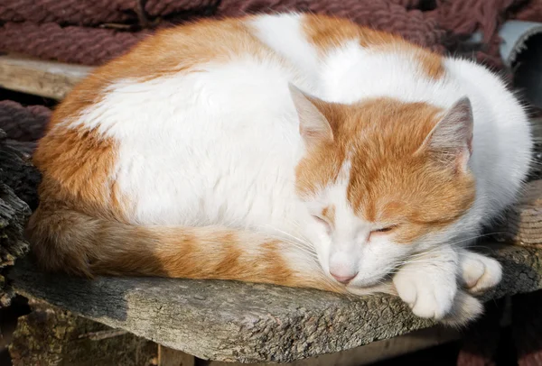 stock image Cat sleeping