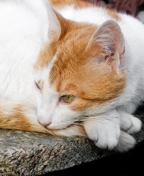 stock image Cat