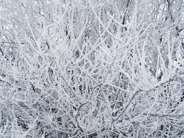 Árbol congelado —  Fotos de Stock