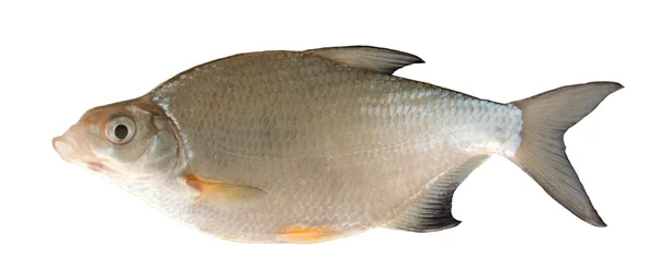 Peixes de água doce (Blicca bjorkna ) — Fotografia de Stock