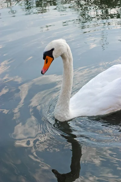 stock image Swan