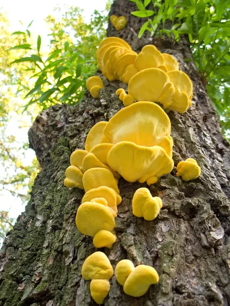 stock image Yellow fungus