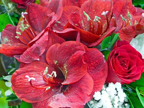 Orquídeas vermelhas — Fotografia de Stock