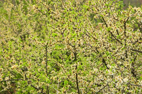 stock image Blossoms