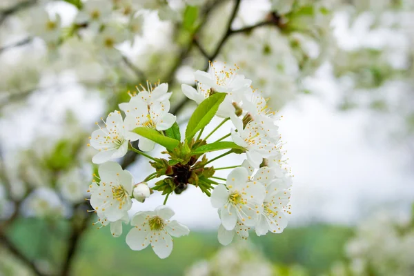 Manzanas en flor — Foto de Stock