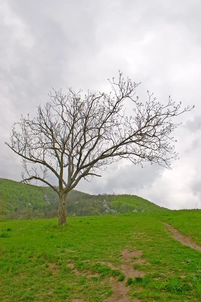 stock image Lonely tree