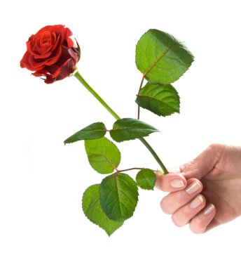 Giving a rose clipart