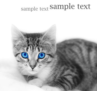 LIttle cute kitten. Space for your text clipart