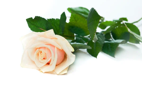 Rosa bonita em branco — Fotografia de Stock