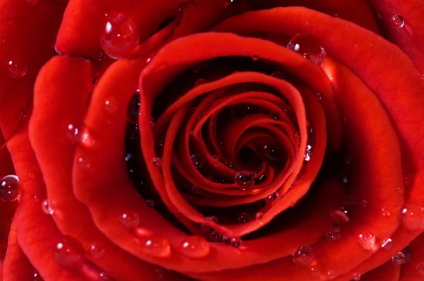 Close-up de rosa vermelha fresca — Fotografia de Stock