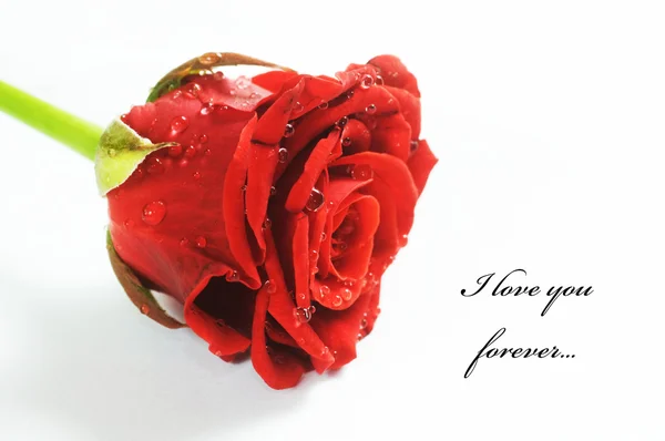 Rosa fresca rossa su bianco — Foto Stock