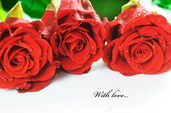 Rode verse rozen op wit — Stockfoto