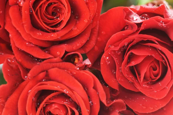 Közeli kép: vörös friss Rózsa — Stock Fotó