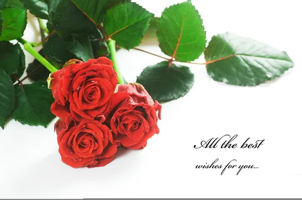Rosas vermelhas frescas em branco — Fotografia de Stock