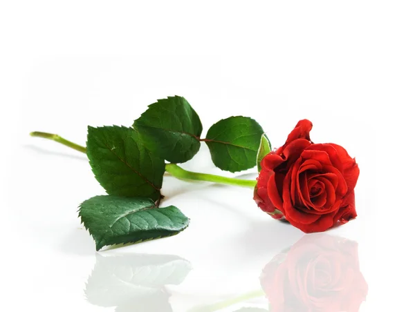 Κόκκινο φρέσκο τριαντάφυλλο σε λευκό — Φωτογραφία Αρχείου