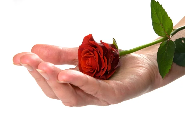 Rosa roja en la mano conceptual — Foto de Stock