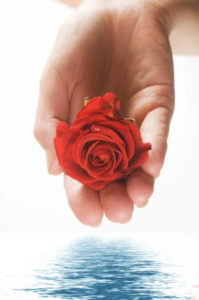 Κόκκινο τριαντάφυλλο στην παλάμη και νερό — Φωτογραφία Αρχείου