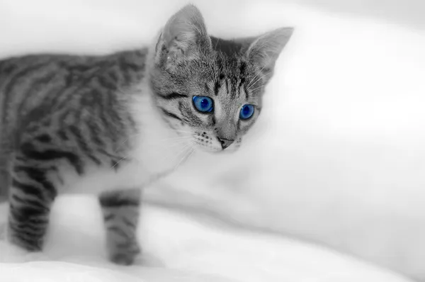 Kleines süßes Kätzchen auf weiß — Stockfoto
